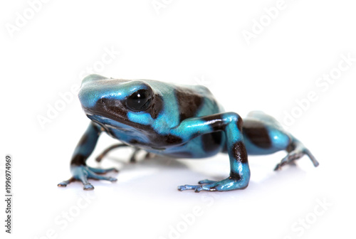 Fotografie Dendrobates auratus celeste