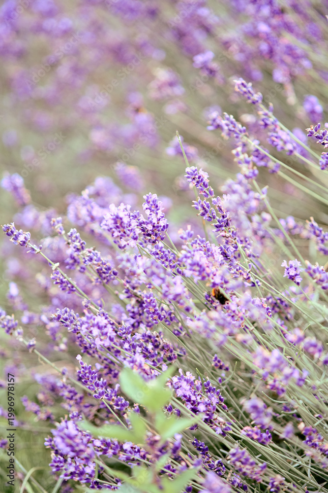 Obraz premium Close-up of blooming lavender flowers with bee in soft natural light