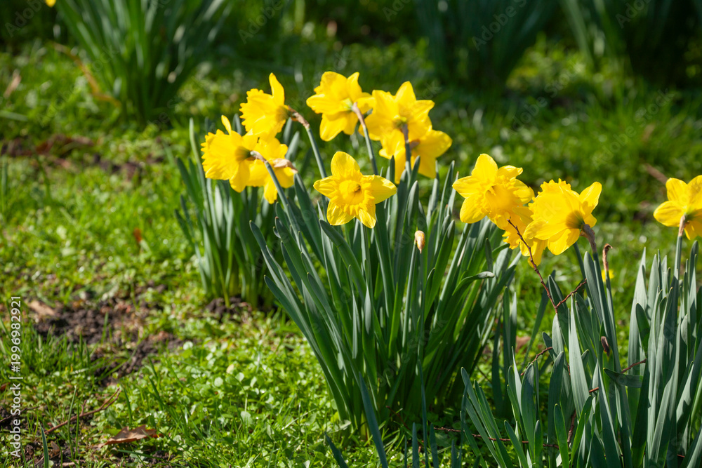 Fototapeta premium Gelbe Narzissen, Narzissenblüte (Narcissus Pseudonarcissus), Deutschland