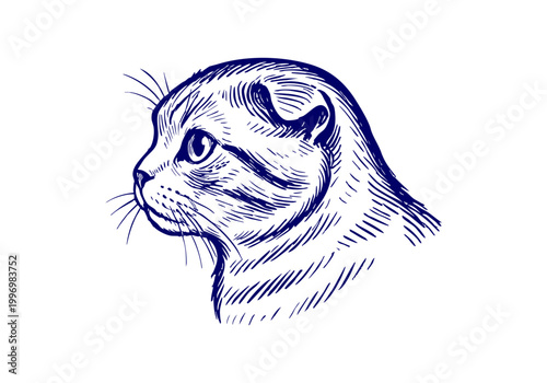 Scottish Fold Cat hand drawn simple sketch vector illustration