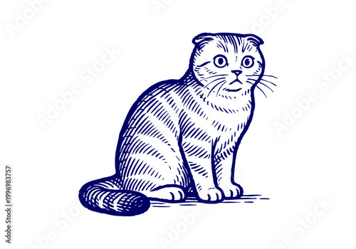 Scottish Fold Cat hand drawn simple sketch vector illustration