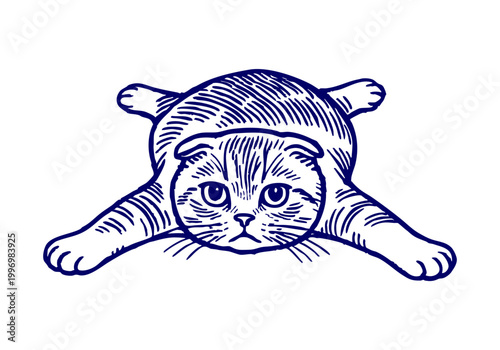 Scottish Fold Cat hand drawn simple sketch vector illustration