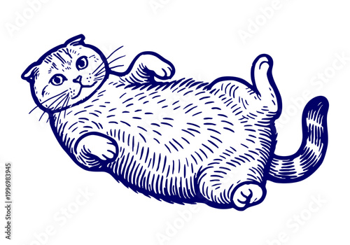 Scottish Fold Cat hand drawn simple sketch vector illustration