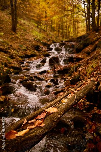 Water flows over rocks in a tranquil stream surrounded by autumn foliage in a serene forest setting. Autumn hiking in Carpathian Mountains, Ukraine
