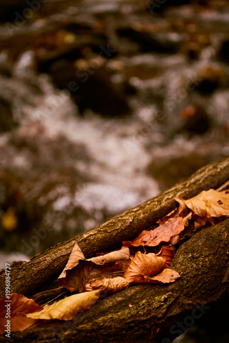 Water flows over rocks in a tranquil stream surrounded by autumn foliage in a serene forest setting. Autumn hiking in Carpathian Mountains, Ukraine