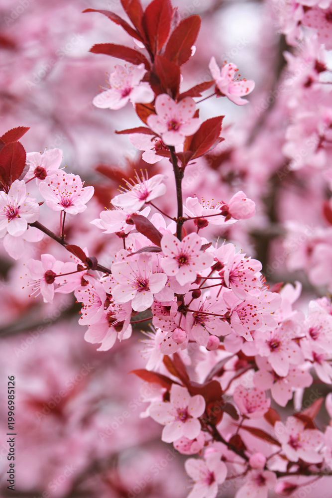 Fototapeta premium Purple leaf plum blossoms in spring bloom
