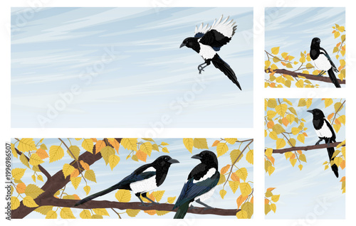 Magpie birds set on autumn birch tree branches. Vector illustrations of common magpies flying and sitting in forest foliage with yellow leaves and sky background for banners or cards