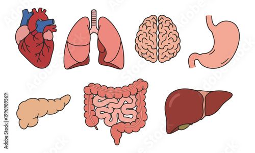 Human Internal Organs Illustration Set on White Background