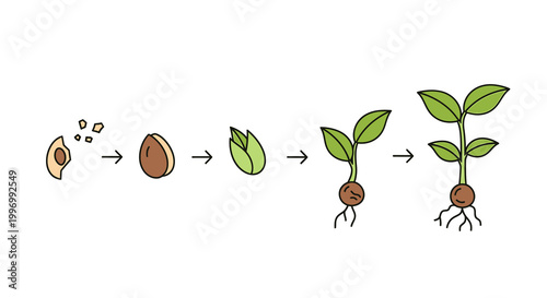 Plant growth stages from seed to seedling vector illustration