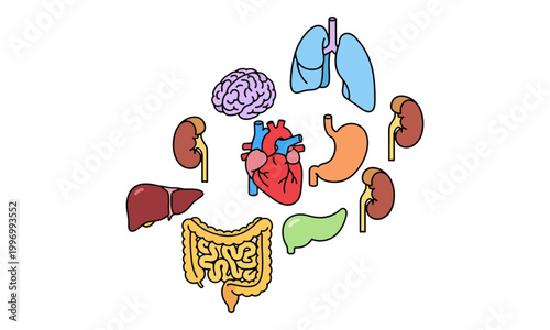 Human Internal Organs Illustration Collection on White Background