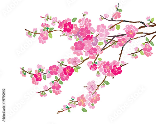 Pink Cherry blossom, sakura flowers isolated on White background. Vector Illustration