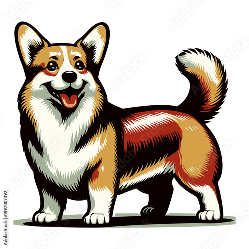 Corgi dog vector and illustration.