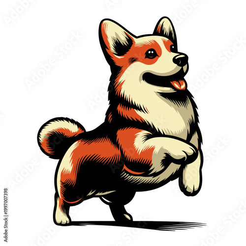 Corgi dog vector and illustration.
