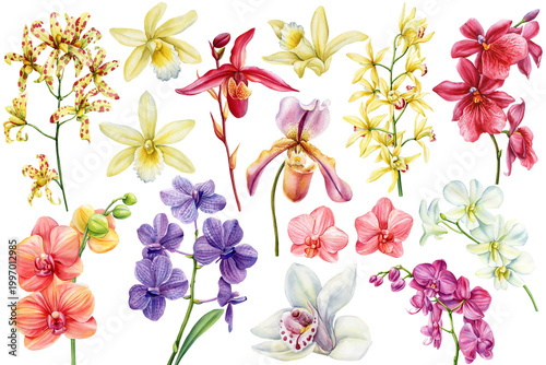 Orchid watercolor clipart set with colorful tropical flowers yellow red pink purple white blooms for wedding designs