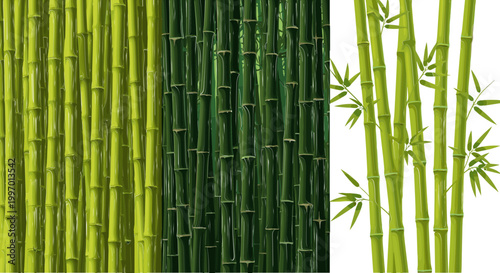 Set of Bamboo Stalks in Various Green Shades for Nature, Plants, and Garden Design Elements