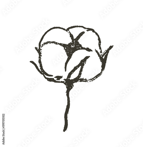 Cotton flower on branch doodle charcoal isolated drawing. Natural organic blossom fluffy fiber on stem. Botanical hand drawn wedding rustic herb. Ripe cotton boll fiber in grunge sketch style.