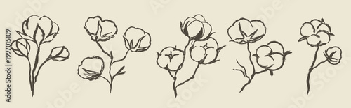 Cotton flower and branch doodle charcoal set. Natural organic blossom fluffy fiber on stem. Botanical hand drawn wedding herb, rustic trendy greenery. Ripe cotton boll fiber in grunge sketch style.