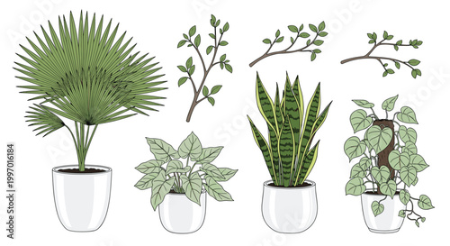Collection of various green indoor potted plants and tree branches isolated on a clean white background for interior decoration.