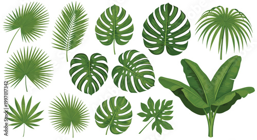 Collection of various tropical palm and monstera leaves of different shapes and sizes on a white background.