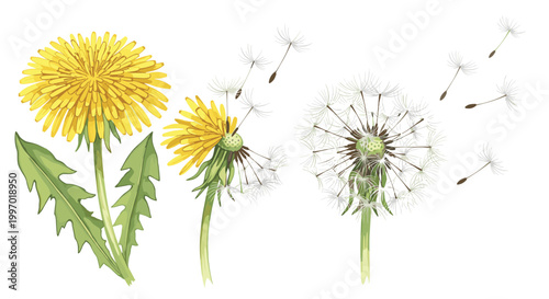 Dandelion flowers in yellow and seed head stages with seeds blowing in the wind