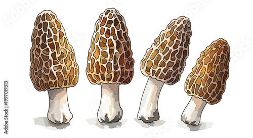 Four distinct morel mushrooms with their characteristic honeycomb caps and pale stems