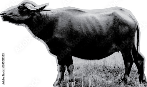 Foto buffalo are herbivorous animals digital collage