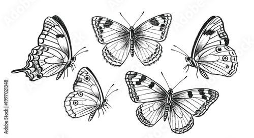 Collection of five detailed black and white butterfly illustrations on a white background