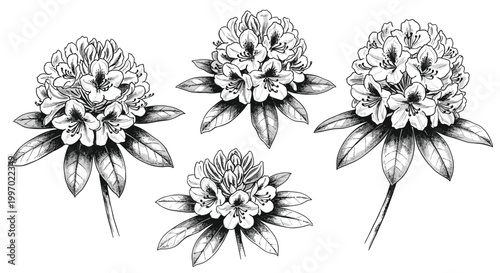 Detailed black and white illustration of rhododendron flowers and leaves