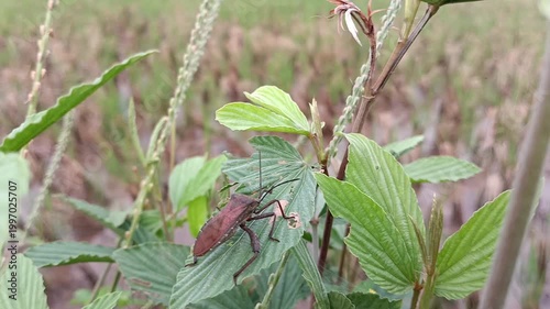 Brown stink bug (Euthochtha galeator) on a bush leaf