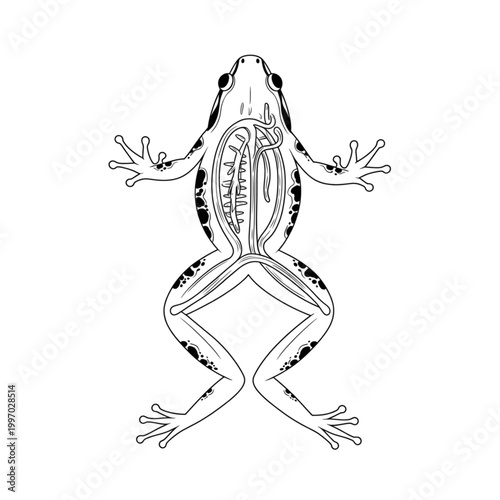 Foto Frog anatomy vector illustration, black and white silhouette with internal organ