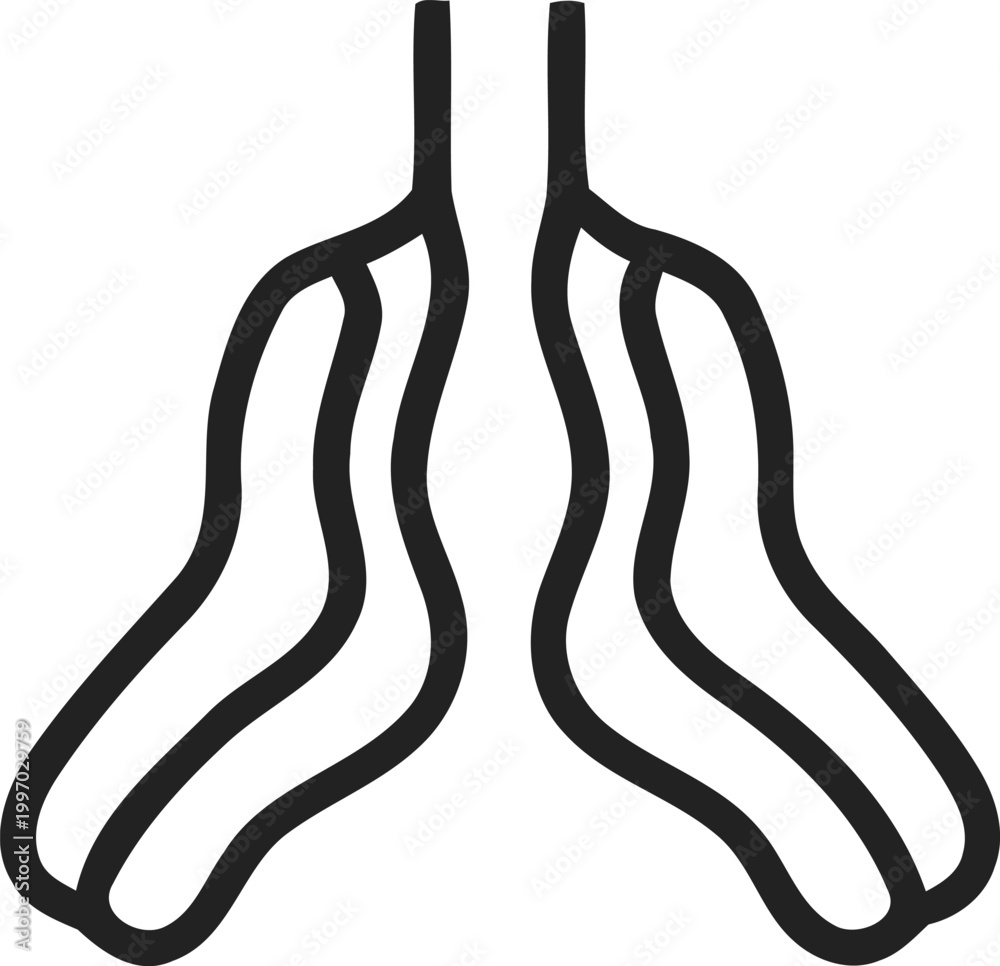 Ταπετσαρία bronchi, bronchial tubes, lungs, respiratory system, isolated on transparent bac