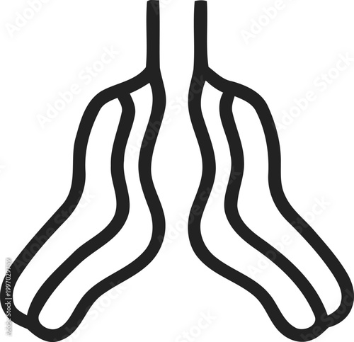 bronchi, bronchial tubes, lungs, respiratory system, isolated on transparent background
