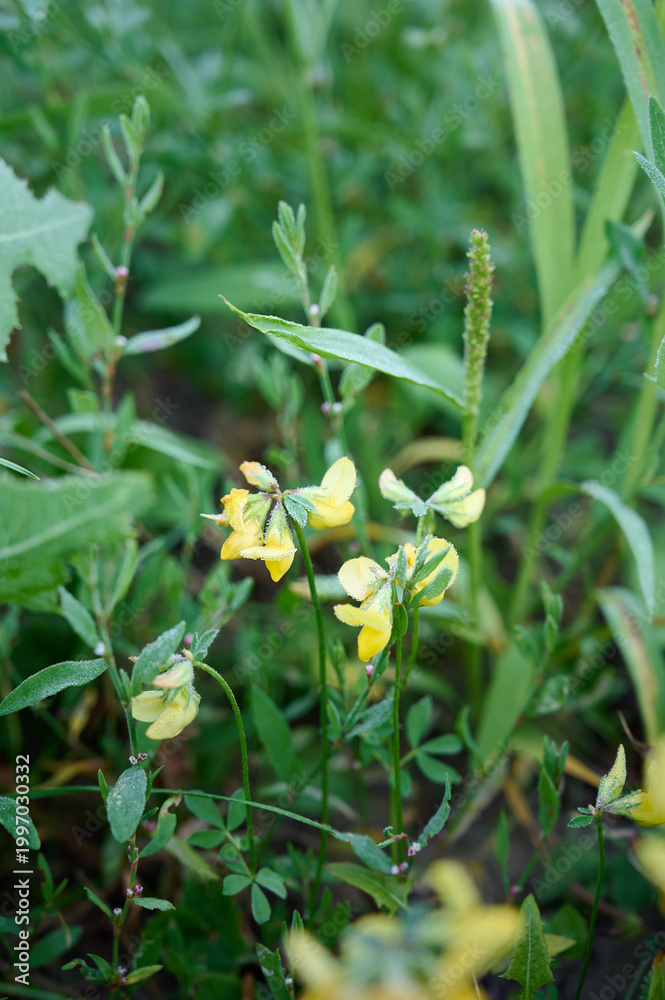 Fototapeta premium Yellow flowers Lotus corniculatus bloom in the field in the morning dew.