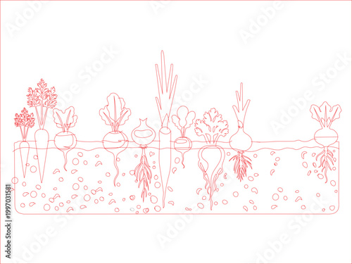 Line art illustration of various root vegetables growing underground in a garden soil crosssection