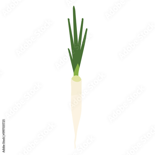 Fresh daikon radish with green leaves
