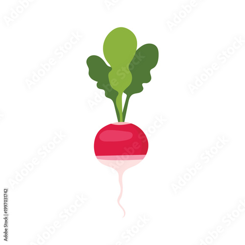 Fresh red radish vegetable with green leaves