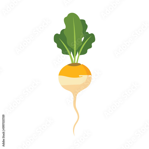 Fresh turnip with green leaves