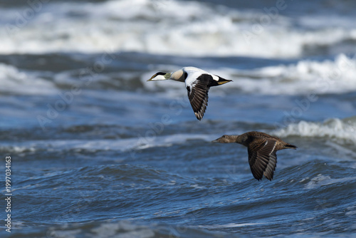 couple of male and female common eider (Somateria mollissima) of subspecies borealis in breeding plumage in flight, found at Texel in the Netherlands