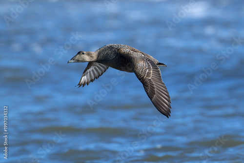 second calendar year female common eider (Somateria mollissima) of subspecies borealis in flight, found at Texel in the Netherlands