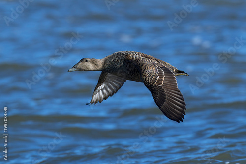 second calendar year female common eider (Somateria mollissima) of subspecies borealis in flight, found at Texel in the Netherlands