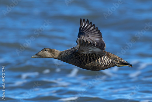 second calendar year female common eider (Somateria mollissima) of subspecies borealis in flight, found at Texel in the Netherlands
