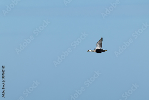 adult male common eider (Somateria mollissima) of subspecies borealis in breeding plumage in flight, found at Texel in the Netherlands