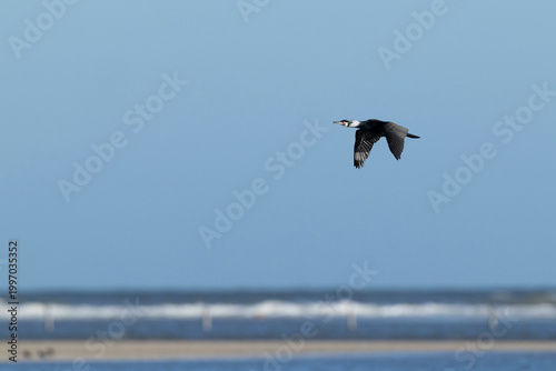 adult great cormorant (Phalacrocorax carbo) in full breeding plumage in flight, found at Texel in the Netherlands