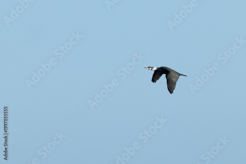 adult great cormorant (Phalacrocorax carbo) in full breeding plumage in flight, found at Texel in the Netherlands