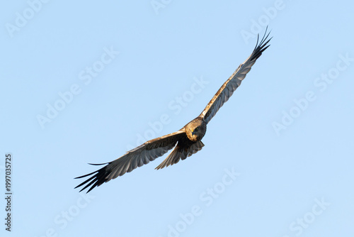 adult male western marsh harrier (Circus aeruginosus) in flight, found at Texel in the Netherlands
