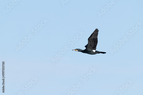 adult great cormorant (Phalacrocorax carbo) moulting in breeding plumage in flight, found at Texel in the Netherlands