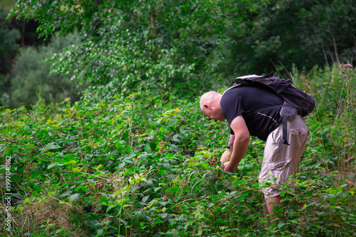 Man picking wild blackberry Rubus fruticosus berries in forest during summer while harvesting ripe fruits from green bushes outdoors