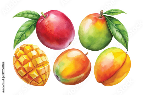 Watercolor Mango Fruit Icon, Tropical Food Clipart, vector illustration Isolated on White background