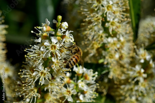 Foto Biene auf weißen Kirschlorbeer-Blüten