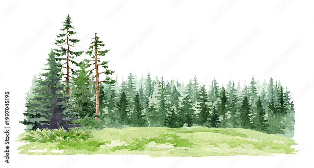 Naklejka premium Forest landscape clipart watercolor illustration with pine trees meadow and distant woodland, hand drawn natural scene composition, detailed png backdrop isolated on transparent background.